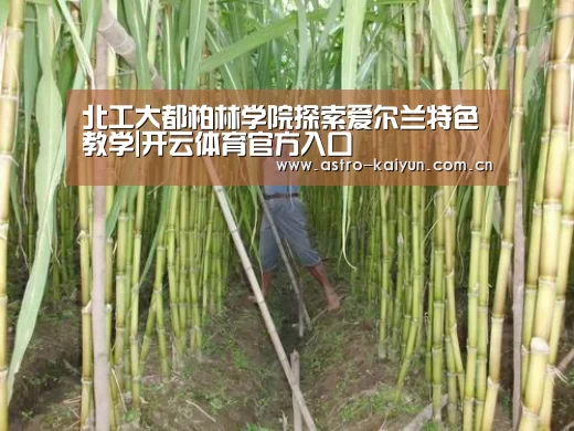 北工大都柏林学院探索爱尔兰特色教学|开云体育官方入口(图3) KAIYUN入口